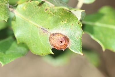  Plagiotrochus australis (Mayr, 1882)