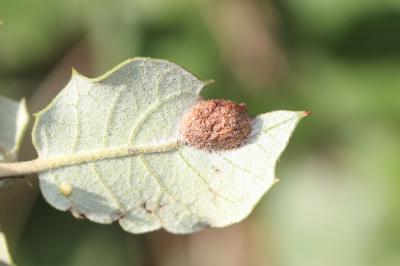  Plagiotrochus australis (Mayr, 1882)