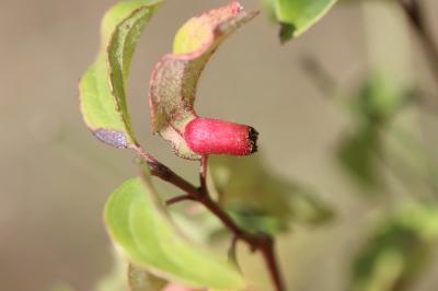  Craneiobia corni (Giraud, 1863)