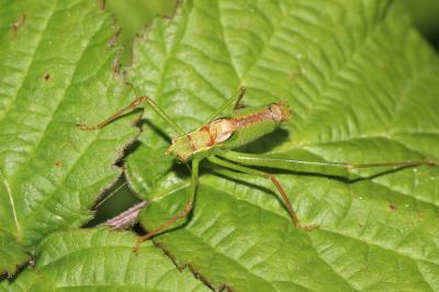 Leptophye ponctuée, Sauterelle ponctuée, Barbitist Leptophyes punctatissima (Bosc, 1792)