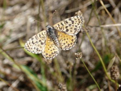 Mélitée orangée (La), Damier orangé (Le), Diane (L Melitaea didyma (Esper, 1778)