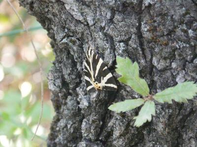 Écaille chinée (L') Euplagia quadripunctaria (Poda, 1761)