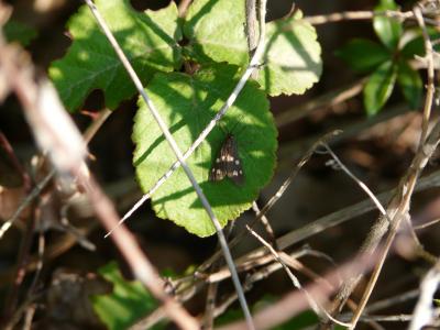 Ménagère (La) Dysauxes punctata (Fabricius, 1781)