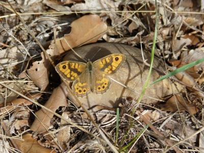 Mégère (La), Satyre (Le) Lasiommata megera (Linnaeus, 1767)