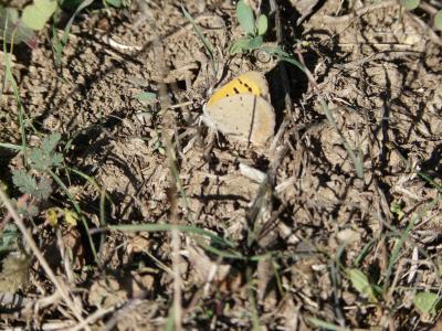 Cuivré commun (Le), Argus bronzé (L'), Bronzé (Le) Lycaena phlaeas (Linnaeus, 1760)
