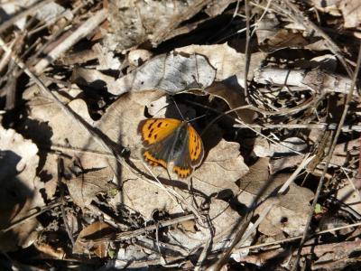 Cuivré commun (Le), Argus bronzé (L'), Bronzé (Le) Lycaena phlaeas (Linnaeus, 1760)