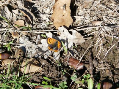 Cuivré commun (Le), Argus bronzé (L'), Bronzé (Le) Lycaena phlaeas (Linnaeus, 1760)