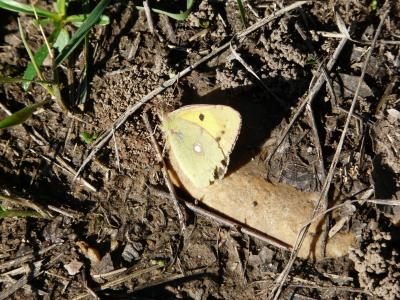 Souci (Le) Colias crocea (Geoffroy in Fourcroy, 1785)