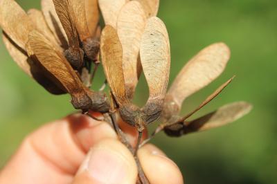 Érable sycomore, Grand Érable Acer pseudoplatanus L., 1753