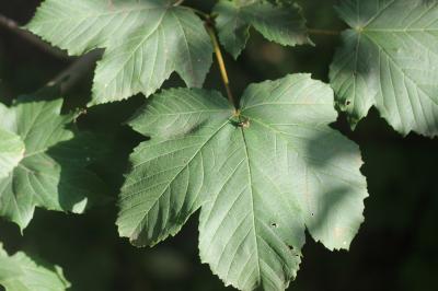 Érable sycomore, Grand Érable Acer pseudoplatanus L., 1753