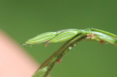 Digitaire sanguine, Digitaire commune Digitaria sanguinalis (L.) Scop., 1771