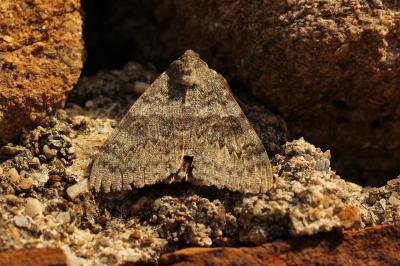 Déplacée (La) Catocala elocata (Esper, 1787)