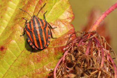 Punaise arlequin Graphosoma italicum (O.F. Müller, 1766)