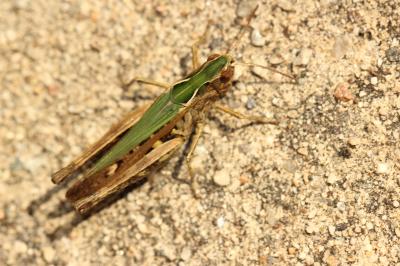 Criquet noir-ébène Omocestus rufipes (Zetterstedt, 1821)