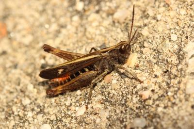 Criquet noir-ébène Omocestus rufipes (Zetterstedt, 1821)