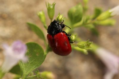  Chrysolina lucida (Olivier, 1807)