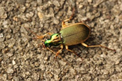  Chlaenius velutinus (Duftschmid, 1812)