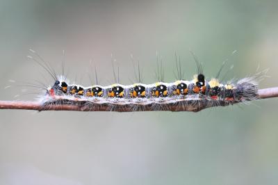 Trident (Le) Acronicta tridens (Denis & Schiffermüller, 1775)