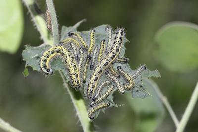 Piéride du Chou (La), Grande Piéride du Chou (La), Pieris brassicae (Linnaeus, 1758)