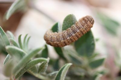 Point d'Exclamation (Le) Agrotis exclamationis (Linnaeus, 1758)
