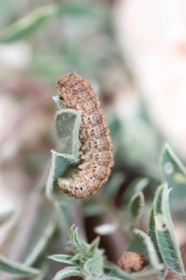 Point d'Exclamation (Le) Agrotis exclamationis (Linnaeus, 1758)