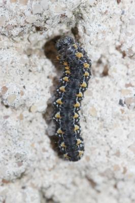  Bryophila Treitschke, 1825