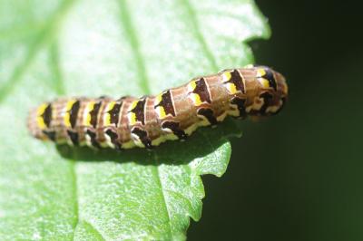 Flammèche (La) Callopistria latreillei (Duponchel, 1827)