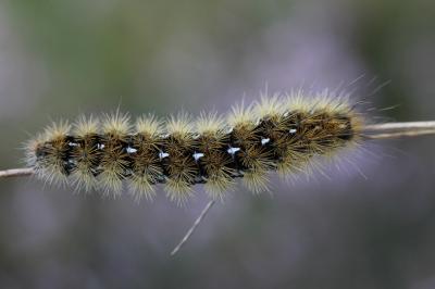 Ecaille pourprée (L'), Ecaille mouchetée (L') Diacrisia purpurata (Linnaeus, 1758)