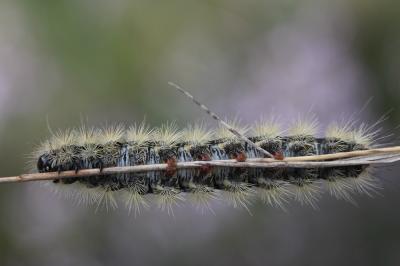 Ecaille pourprée (L'), Ecaille mouchetée (L') Diacrisia purpurata (Linnaeus, 1758)