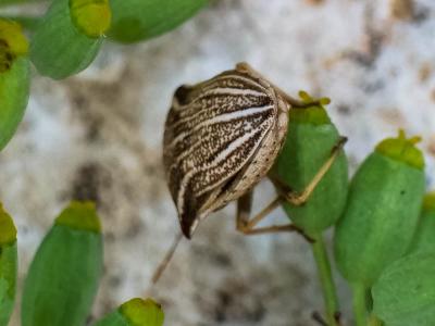  Ancyrosoma leucogrammes (Gmelin, 1790)