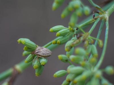  Ancyrosoma leucogrammes (Gmelin, 1790)