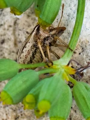  Ancyrosoma leucogrammes (Gmelin, 1790)