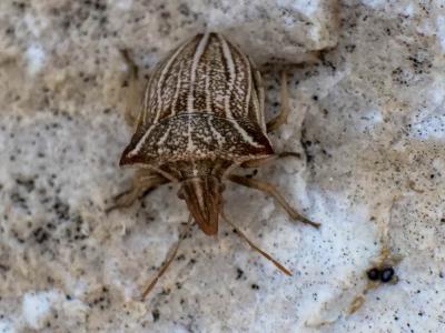  Ancyrosoma leucogrammes (Gmelin, 1790)