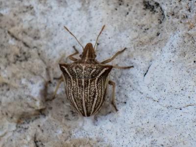  Ancyrosoma leucogrammes (Gmelin, 1790)