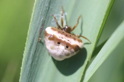  Cyrtarachne ixoides (Simon, 1870)