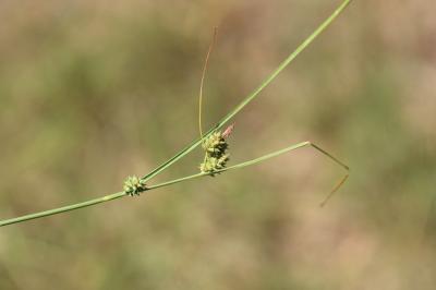 Laîche étirée Carex extensa Gooden., 1794