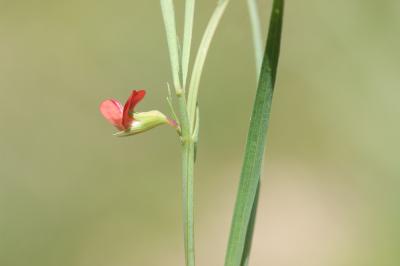 Gesse à fruits ronds, Gesse à graines rondes Lathyrus sphaericus Retz., 1783