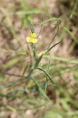 Gesse annuelle Lathyrus annuus L., 1753