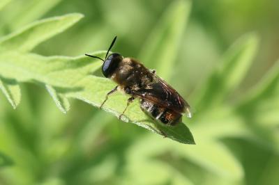  Stratiomys longicornis (Scopoli, 1763)