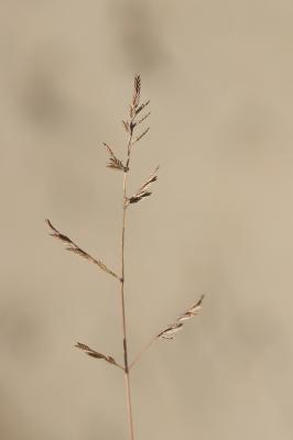 Catapode intermédiaire Catapodium hemipoa (Delile ex Spreng.) Laínz, 1966