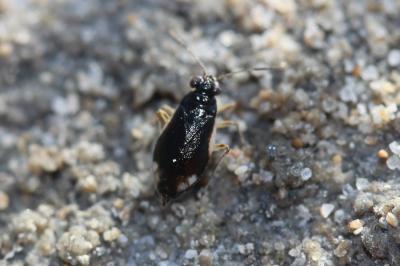  Halosalda concolor (Puton, 1880)
