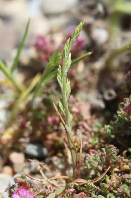 Scléropoa marin Catapodium marinum (L.) C.E.Hubb., 1955