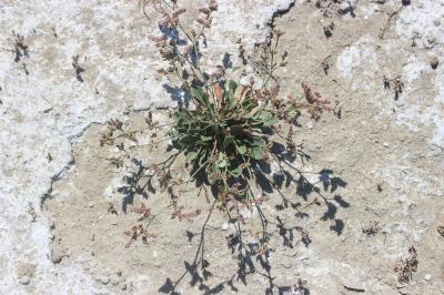 Statice de Girard, Saladelle de Girard Limonium girardianum (Guss.) Fourr., 1869