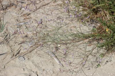 Statice de Provence, Limonium de Provence, Statice Limonium cuspidatum (Delort) Erben, 1978