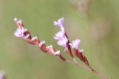 Statice de Provence, Limonium de Provence, Statice Limonium cuspidatum (Delort) Erben, 1978