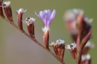 Statice de Provence, Limonium de Provence, Statice Limonium cuspidatum (Delort) Erben, 1978