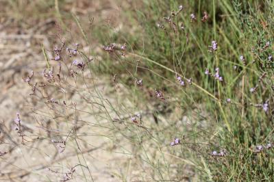 Statice de Provence, Limonium de Provence, Statice Limonium cuspidatum (Delort) Erben, 1978