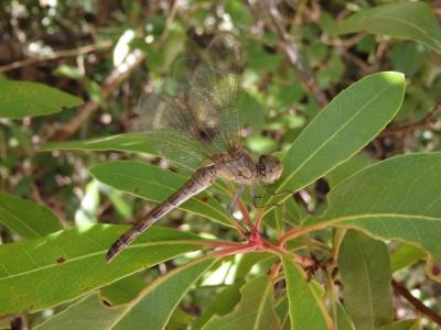 Sympétrum fascié (Le) Sympetrum striolatum (Charpentier, 1840)