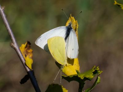 Piéride de la Rave (La), Petit Blanc du Chou (Le), Pieris rapae (Linnaeus, 1758)