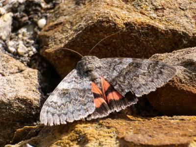 Déplacée (La) Catocala elocata (Esper, 1787)